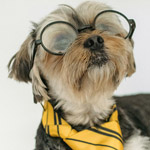 cute dog with glasses