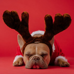 Pooped out doggie with reindeer antlers